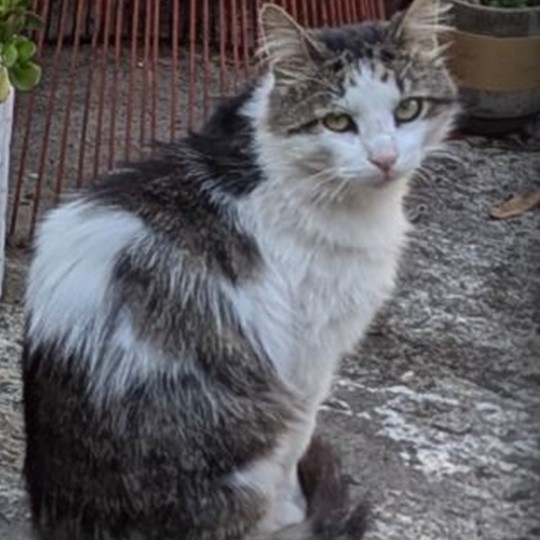 Mr Cat DMH lost 8 dec